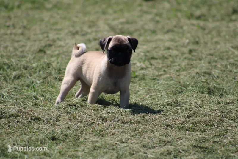 Sue – Pug puppy for sale in Hurdland, MO