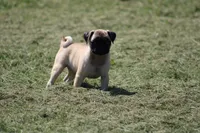 Sue, a female Pug for sale in Hurdland, MO – 1 of 9