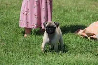 Sue, a female Pug for sale in Hurdland, MO – 5 of 9