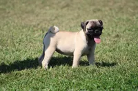 Sue, a female Pug for sale in Hurdland, MO – 2 of 9