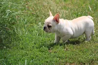 Simbo, a male French Bulldog for sale in Hurdland, MO – 6 of 10