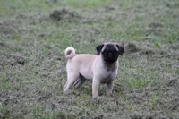 Tonya, a female Pug for sale in Hurdland, MO – 2 of 9