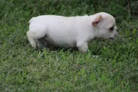 Simbo, a male French Bulldog for sale in Hurdland, MO – 2 of 6