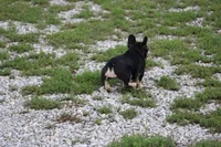 Molly, a female French Bulldog for sale in Hurdland, MO – 8 of 8