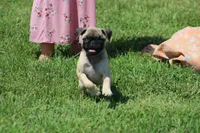 Sue, a female Pug for sale in Hurdland, MO – 6 of 9