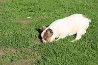 Clair, a male French Bulldog for sale in Hurdland, MO – 7 of 10