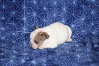 Clair, a male French Bulldog for sale in Hurdland, MO – Photo 4 of 6