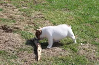 Clair, a male French Bulldog for sale in Hurdland, MO – Photo 3 of 7