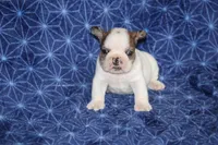 Clair, a male French Bulldog for sale in Hurdland, MO – Photo 1 of 6
