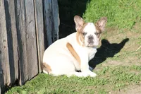 Clair, a male French Bulldog for sale in Hurdland, MO – 8 of 10