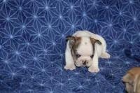 Clair, a male French Bulldog for sale in Hurdland, MO – Photo 6 of 6