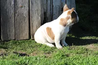 Clair, a male French Bulldog for sale in Hurdland, MO – 6 of 10