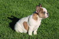 Clair, a male French Bulldog for sale in Hurdland, MO – 5 of 10