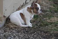 Clair, a male French Bulldog for sale in Hurdland, MO – Photo 6 of 7