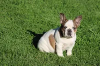 Clair, a male French Bulldog for sale in Hurdland, MO – 10 of 10