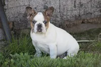 Clair, a male French Bulldog for sale in Hurdland, MO – 3 of 10