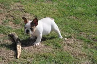 Clair, a male French Bulldog for sale in Hurdland, MO – Photo 5 of 7