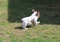 Clair, a male French Bulldog for sale in Hurdland, MO – Photo 7 of 7