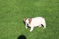 Clair, a male French Bulldog for sale in Hurdland, MO – 4 of 10
