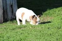 Clair, a male French Bulldog for sale in Hurdland, MO – 9 of 10