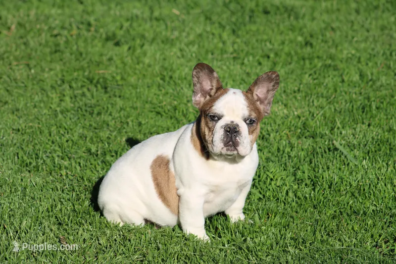 Clair – French Bulldog puppy for sale in Hurdland, MO