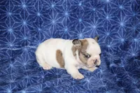 Clair, a male French Bulldog for sale in Hurdland, MO – Photo 3 of 6