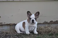 Clair, a male French Bulldog for sale in Hurdland, MO – Photo 4 of 7