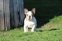 Clair, a male French Bulldog for sale in Hurdland, MO – 2 of 10