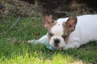 Clair, a male French Bulldog for sale in Hurdland, MO – Photo 2 of 7