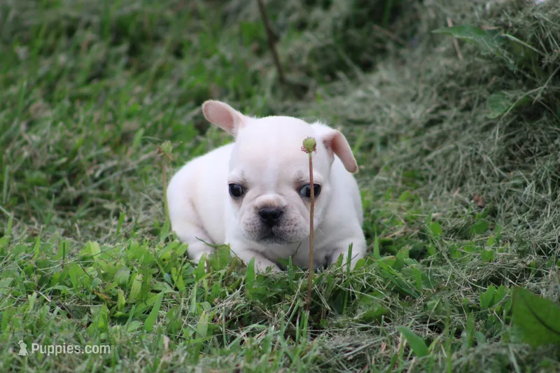 Simbo, a male French Bulldog for sale in Hurdland, MO – 1 of 6