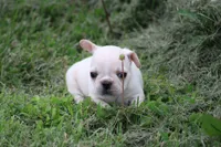 Simbo, a male French Bulldog for sale in Hurdland, MO – 1 of 6