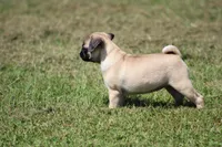 Sue, a female Pug for sale in Hurdland, MO – 9 of 9