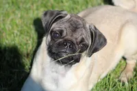 Tilly, a female Pug for sale in Hurdland, MO – 3 of 6