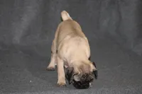 Tilly, a female Pug for sale in Hurdland, MO – Photo 2 of 6