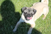 Tilly, a female Pug for sale in Hurdland, MO – 5 of 6