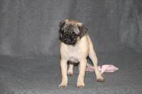 Tilly, a female Pug for sale in Hurdland, MO – Photo 6 of 6