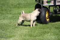 Tilly, a female Pug for sale in Hurdland, MO – 2 of 6