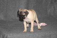 Tilly, a female Pug for sale in Hurdland, MO – Photo 5 of 6