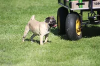 Tilly, a female Pug for sale in Hurdland, MO – 6 of 6