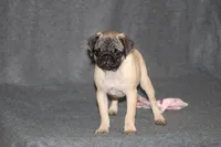 Tilly, a female Pug for sale in Hurdland, MO – Photo 1 of 6