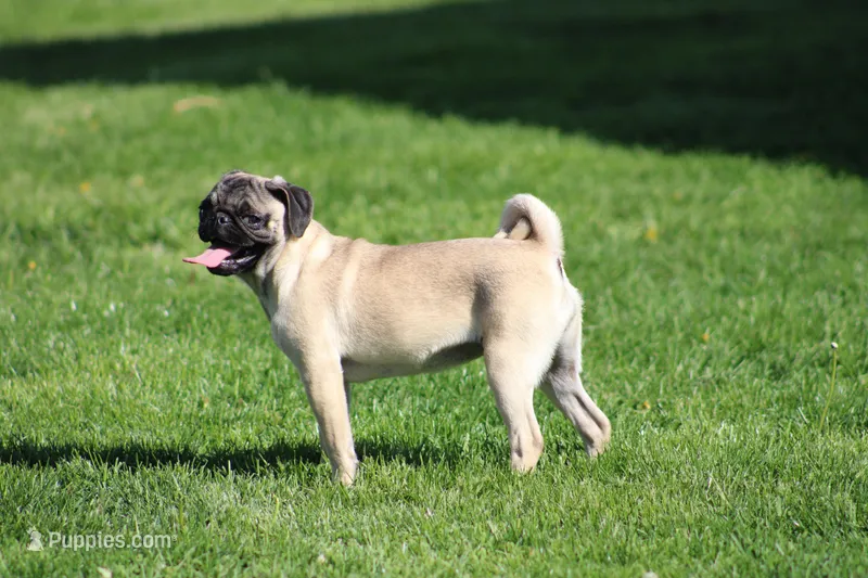 Tilly – Pug puppy for sale in Hurdland, MO