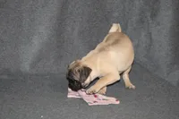 Tilly, a female Pug for sale in Hurdland, MO – Photo 3 of 6