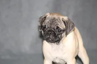 Tilly, a female Pug for sale in Hurdland, MO – Photo 4 of 6