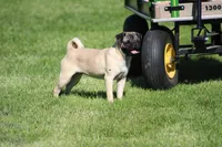 Tilly, a female Pug for sale in Hurdland, MO – 4 of 6