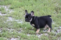 Molly, a female French Bulldog for sale in Hurdland, MO – 6 of 8