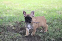 Tobis, a male French Bulldog for sale in Hurdland, MO – 2 of 10