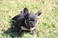 Molly, a female French Bulldog for sale in Hurdland, MO – 8 of 9
