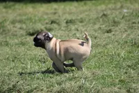 Toby, a male Pug for sale in Hurdland, MO – 5 of 9