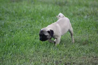 Tonya, a female Pug for sale in Hurdland, MO – 9 of 9