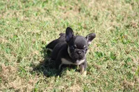 Molly, a female French Bulldog for sale in Hurdland, MO – 7 of 9